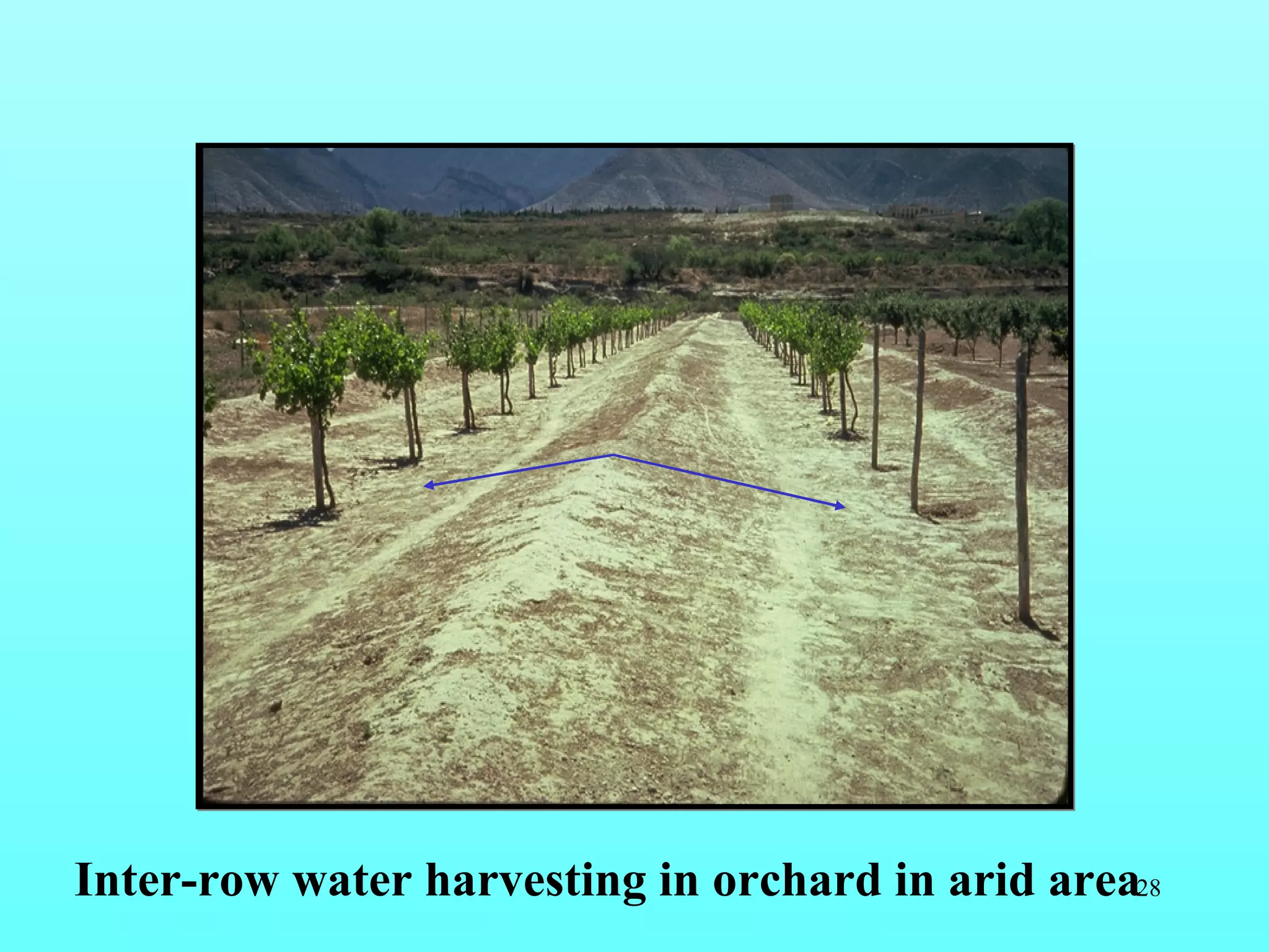 Inter-row water harvesting in orchard in arid area 