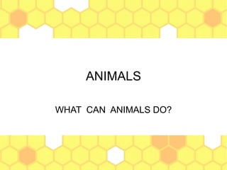 ANIMALS
WHAT CAN ANIMALS DO?
 