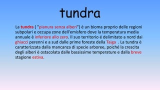 tundra
La tundra ( "pianura senza alberi") è un bioma proprio delle regioni
subpolari e occupa zone dell'emisfero dove la temperatura media
annuale è inferiore allo zero. Il suo territorio é delimitato a nord dai
ghiacci perenni e a sud dalle prime foreste della Taiga . La tundra è
caratterizzata dalla mancanza di specie arboree, poiché la crescita
degli alberi è ostacolata dalle bassissime temperature e dalla breve
stagione estiva.
 