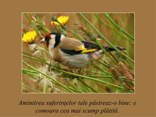 Amintirea suferinţelor tale păstreaz-o bine: e comoara cea mai scump plătită. 