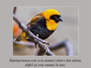 Înţelepciunea este a ta numai când o dai altuia, altfel ea este numai în tine. 