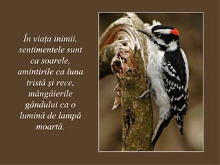 În viaţa inimii, sentimentele sunt ca soarele, amintirile ca luna tristă şi rece, mângâierile gândului ca o lumină de lampă moartă. 