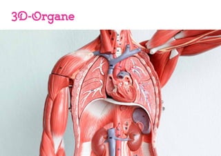 3D-Organe
 