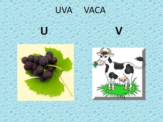 UVA VACA
U V
 