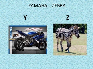 YAMAHA ZEBRA
Y Z
 