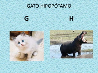 GATO HIPOPÓTAMO
G H
 