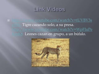 Link Videoshttp://www.youtube.com/watch?v=tUVBV3syiHU Tigre cazando solo, a su presa. http://www.youtube.com/watch?v=WpFJuPeKmK8  Leones cazan en grupo, a un búfalo.