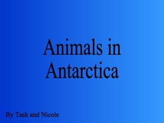 Animals in  Antarctica By Tash and Nicole 