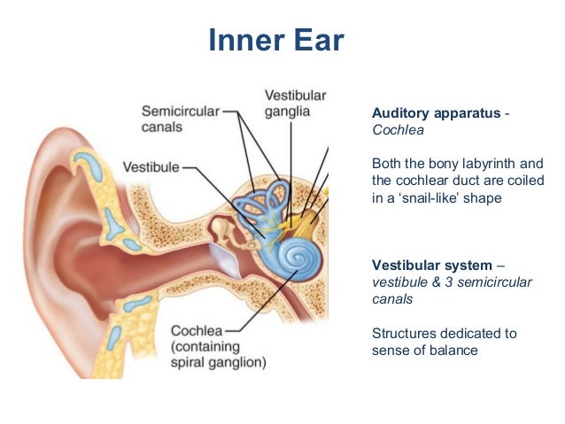 The role of Islet1 in the development of the auditory and vestibular