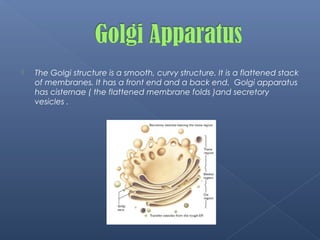  The Golgi structure is a smooth, curvy structure. It is a flattened stack
of membranes. It has a front end and a back end. Golgi apparatus
has cisternae ( the flattened membrane folds )and secretory
vesicles .
 