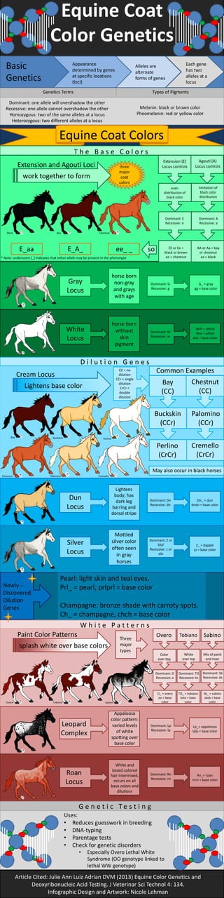 Equine Coat
Color Genetics
Genetics Terms Types of Pigments
Dominant: one allele will overshadow the other
Recessive: one allele cannot overshadow the other
Homozygous: two of the same alleles at a locus
Heterozygous: two different alleles at a locus
Melanin: black or brown color
Pheomelanin: red or yellow color
Basic
Genetics
Appearance
determined by genes
at specific locations
(loci)
Alleles are
alternate
forms of genes
Each gene
has two
alleles at a
locus
Equine Coat Colors
T h e B a s e C o l o r s
D i l u t i o n G e n e s
W h i t e P a t t e r n s
Article Cited: Julie Ann Luiz Adrian DVM (2013) Equine Color Genetics and
Deoxyribonucleic Acid Testing. J Veterinar Sci Technol 4: 134.
Infographic Design and Artwork: Nicole Lehman
G e n e t i c T e s t i n g
Black Bay Chestnut
Bay Buckskin Perlino
CremelloPalominoChestnut
Overo Tobiano Sabino
Extension (E)
Locus controls
Agouti (A)
Locus controls
even
distribution of
black color
limitation of
black color
distribution
Extension and Agouti Loci
work together to form
three
major
coat
colors
Dominant: E
Recessive: e
Dominant: A
Recessive: a
EE or Ee =
black or brown
ee = chestnut
AA or Aa = bay
or chestnut
aa = black
soE_aa E_A_ ee_ _
* Note: underscore (_) indicates that either allele may be present in the phenotype
Gray
Locus
horse born
non-gray
and grays
with age
Dominant: G
Recessive: g
G_ = gray
gg = base color
White
Locus
horse born
without
skin
pigment
Dominant: W
Recessive: w
WW = lethal
Ww = white
ww = base color
Cream Locus
Lightens base color
CC = no
dilution
CCr = single
dilution
CrCr =
double
dilution
Common Examples
Bay
(CC)
Buckskin
(CCr)
Palomino
(CCr)
Chestnut
(CC)
Perlino
(CrCr)
Cremello
(CrCr)
May also occur in black horses
Dun
Locus
Lightens
body; has
dark leg
barring and
dorsal stripe
Dominant: Dn
Recessive: dn
Dn_ = dun
dndn = base color
Silver
Locus
Mottled
silver color
often seen
in gray
horses
Dominant: Z or
SILV
Recessive: z or
silv
Z_ = dapple
zz = base color
Newly -
Discovered
Dilution
Genes
Pearl: light skin and teal eyes,
Prl_ = pearl, prlprl = base color
Champagne: bronze shade with carroty spots,
Ch_ = champagne, chch = base color
Paint Color Patterns
splash white over base colors
Three
major
types
Overo Tobiano Sabino
Color
over top
White
over top
Mix of paint
and roan
Dominant: O
Recessive: o
Dominant: TO
Recessive: to
Dominant: Sb
Recessive: sb
O_ = overo
oo = base
color
TO_ = tobiano
toto = base
color
Sb_ = sabino
sbsb = base
color
Leopard
Complex
Appaloosa
color pattern:
varied levels
of white
spotting over
base color
Dominant: Lp
Recessive: lp
Lp_= appaloosa
lplp = base color
Roan
Locus
White and
based colored
hair intermixed,
occurs on all
base colors and
dilutions
Dominant: Rn
Recessive: rn
Rn_= roan
rnrn = base color
Uses:
• Reduces guesswork in breeding
• DNA-typing
• Parentage tests
• Check for genetic disorders
• Especially Overo Lethal White
Syndrome (OO genotype linked to
lethal WW genotype)
 