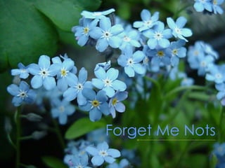 Forget Me Nots
 