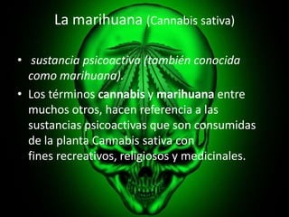 La marihuana (Cannabis sativa)
• sustancia psicoactiva (también conocida
como marihuana).
• Los términos cannabis y marihu...