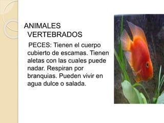 ANIMALES
VERTEBRADOS
PECES: Tienen el cuerpo
cubierto de escamas. Tienen
aletas con las cuales puede
nadar. Respiran por
branquias. Pueden vivir en
agua dulce o salada.
 