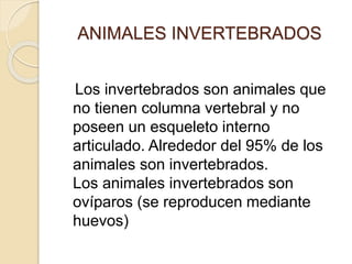ANIMALES INVERTEBRADOS
Los invertebrados son animales que
no tienen columna vertebral y no
poseen un esqueleto interno
articulado. Alrededor del 95% de los
animales son invertebrados.
Los animales invertebrados son
ovíparos (se reproducen mediante
huevos)
 