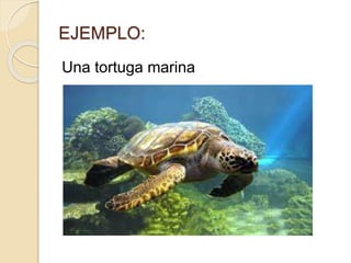 EJEMPLO:
Una tortuga marina
 