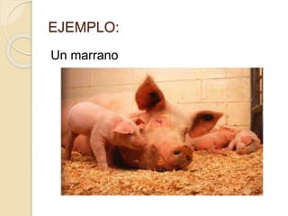 EJEMPLO:
Un marrano
 
