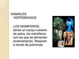 ANIMALES
VERTEBRADOS
LOS MAMIFEROS:
tienen el cuerpo cubierto
de pelos, los mamíferos
son los que se alimentan
amamantando. Respiran
a través de pulmones.
 