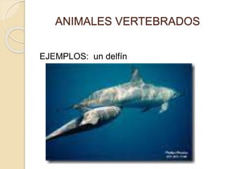ANIMALES VERTEBRADOS
EJEMPLOS: un delfín
 