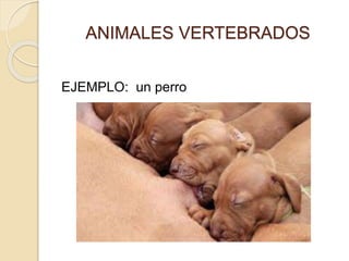 ANIMALES VERTEBRADOS
EJEMPLO: un perro
 