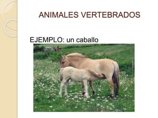 ANIMALES VERTEBRADOS
EJEMPLO: un caballo
 