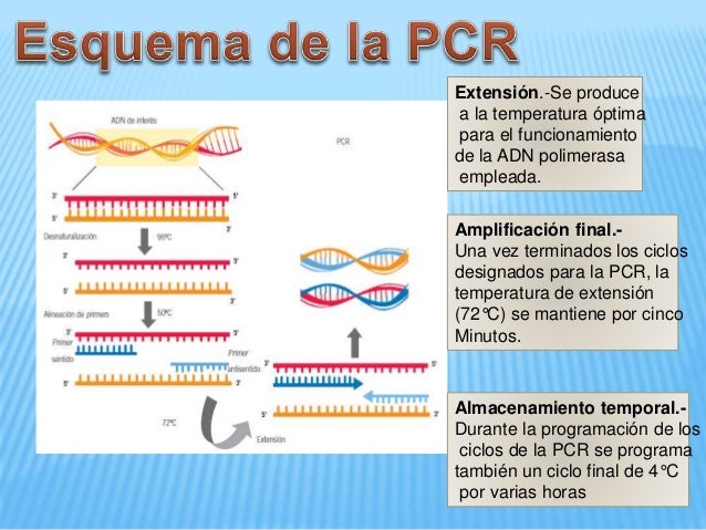 REACCION EN CADENA DE LA POLIMERASA