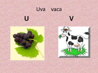 Uva vaca
U V
 