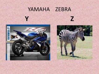 YAMAHA ZEBRA
Y Z
 