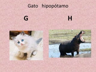 Gato hipopótamo
G H
 