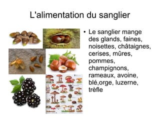 L'alimentation du sanglier
             ●   Le sanglier mange
                 des glands, faines,
                 noisettes, châtaignes,
                 cerises, mûres,
                 pommes,
                 champignons,
                 rameaux, avoine,
                 blé,orge, luzerne,
                 trèfle
 