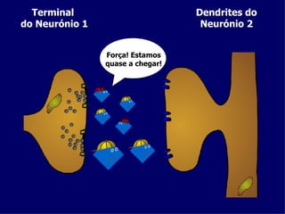 Força! Estamos quase a chegar! Dendrites do Neurónio 2 Terminal  do Neurónio 1 
