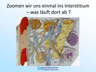 Zoomen wir uns einmal ins Interstitium
       – was läuft dort ab ?
 