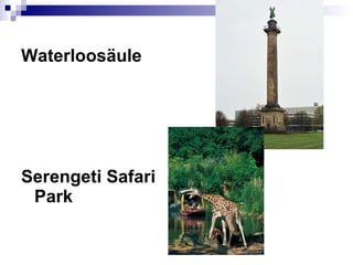 Waterloos äule Serengeti Safari Park 