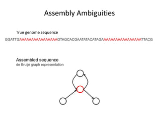 Assembly AmbiguitiesTrue genome sequenceGGATTGAAAAAAAAAAAAAAAAGTAGCACGAATATACATAGAAAAAAAAAAAAAAAAATTACGAssembled sequence de Bruijn graph representation