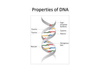 Properties of DNA