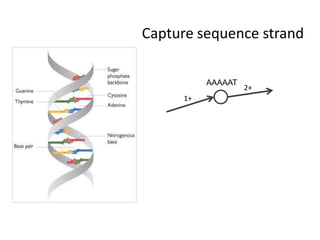 Capture sequence strandAAAAAT2+1+