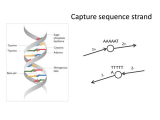 Capture sequence strandAAAAAT2+1+TTTTTA2-1-