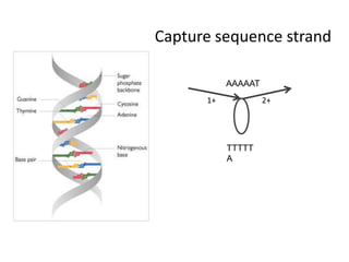 Capture sequence strandAAAAAT1+2+TTTTTA