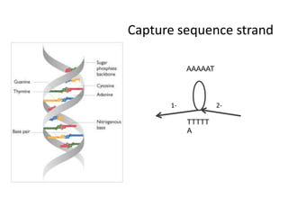 Capture sequence strandAAAAAT1-2-TTTTTA