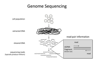 Genome Sequencingcell populationextracted DNAread pair informationreadsheared DNAdsDNAfragment(known size)sequencing reads(typically produce millions)AGCGGATTGCATGACAGTreadGTACAGCCTGACAGAAGCGCGCTACGATCAGATCAACATGACAGTCCGAGTACATTCAGAATGGTACAGCAG