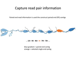 Capture read pair informationPaired end read information is used the construct paired end (PE) contigs… 13+  44-  46+  4+  79+  70+ …blue gradient = paired end contigorange = selected single end contig