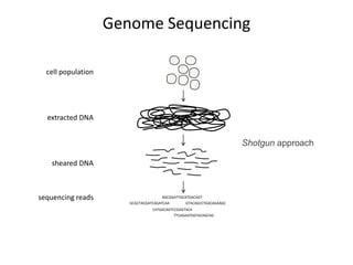Genome Sequencingcell populationextracted DNAShotgun approachsheared DNAsequencing readsAGCGGATTGCATGACAGTGTACAGCCTGACAGAAGCGCGCTACGATCAGATCAACATGACAGTCCGAGTACATTCAGAATGGTACAGCAG