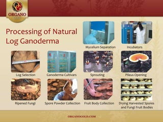 Processing of Natural
Log Ganoderma
Mycelium Separation Incubators
Log Selection Sprouting Pileus Opening
Ripened Fungi Spore Powder Collection Fruit Body Collection Drying Harvested Spores
and Fungi Fruit Bodies
Ganoderma Cultivars
 