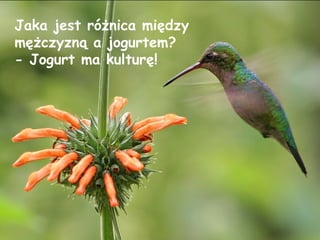 Jaka jest różnica między mężczyzną a jogurtem? - Jogurt ma kulturę! 