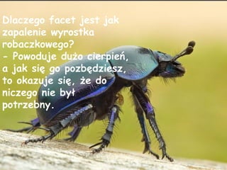 Dlaczego facet jest jak zapalenie wyrostka robaczkowego? - Powoduje dużo cierpień, a jak się go pozbędziesz, to okazuje się, że do niczego nie był potrzebny. 