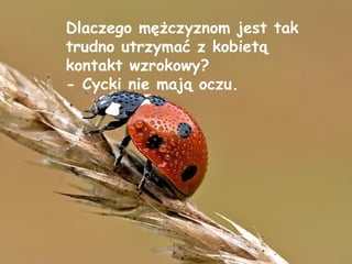 Dlaczego mężczyznom jest tak trudno utrzymać z kobietą kontakt wzrokowy? - Cycki nie mają oczu. 