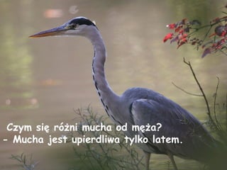 Czym się różni mucha od męża? - Mucha jest upierdliwa tylko latem. 