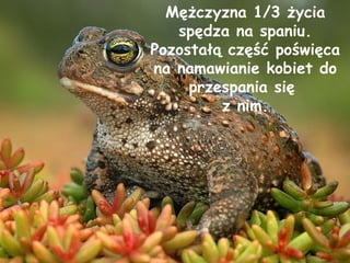 Mężczyzna 1/3 życia spędza na spaniu. Pozostałą część poświęca na namawianie kobiet do przespania się  z nim. 