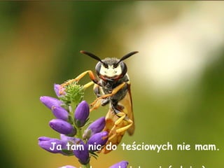 Ja tam nic do teściowych nie mam.  Sama bym chciała mieć dwie;). 