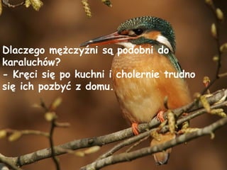 Dlaczego mężczyźni są podobni do karaluchów? - Kręci się po kuchni i cholernie trudno się ich pozbyć z domu. 